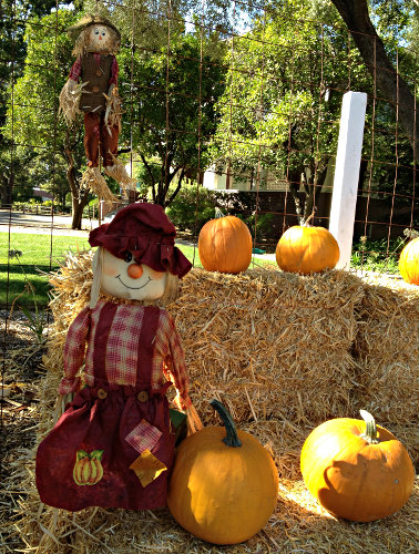 Shadelands Pumpkin Patch Open Through Oct. 31st in Walnut Creek ...