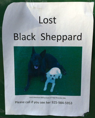 lost-black-sheppard-walnut-creek